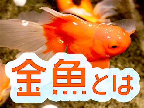 金色金魚|金魚とは｜特徴・生態・種類・餌・寿命などを紹介、 